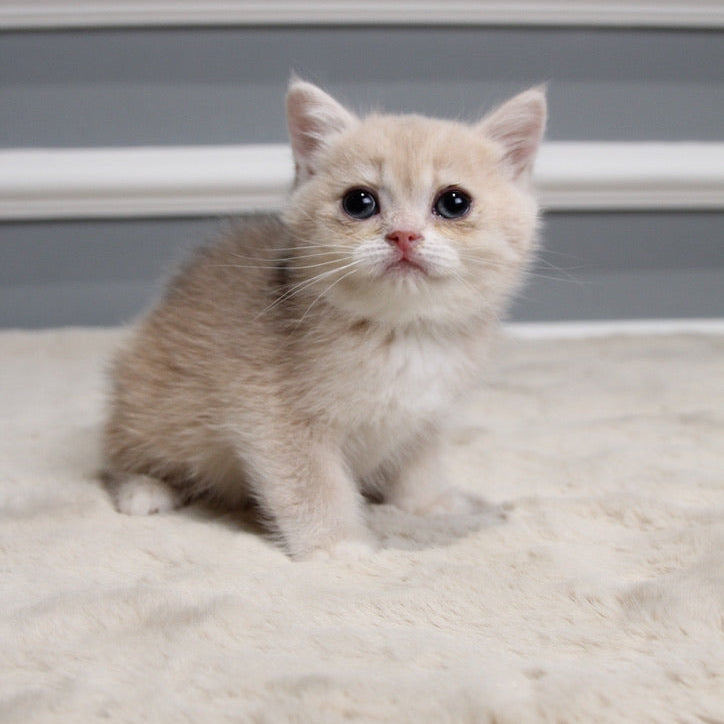 Star - British Shorthair - Female
