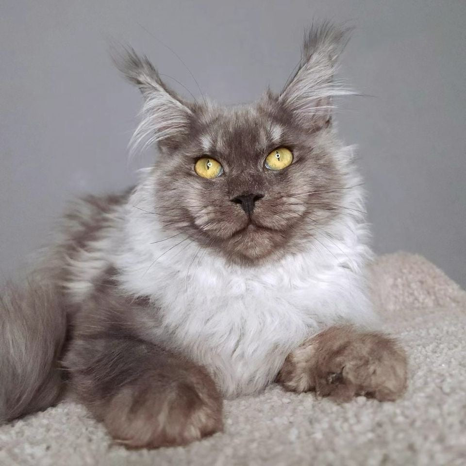 Smoky - Maine Coon - Male