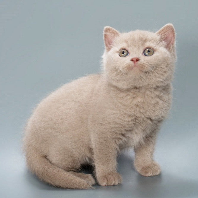 Biscuit - British Shorthair - Male