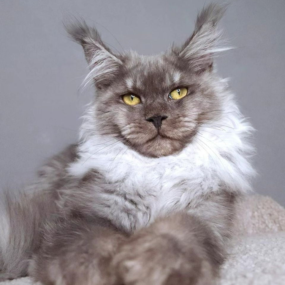Smoky - Maine Coon - Male
