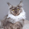 Smoky - Maine Coon - Male