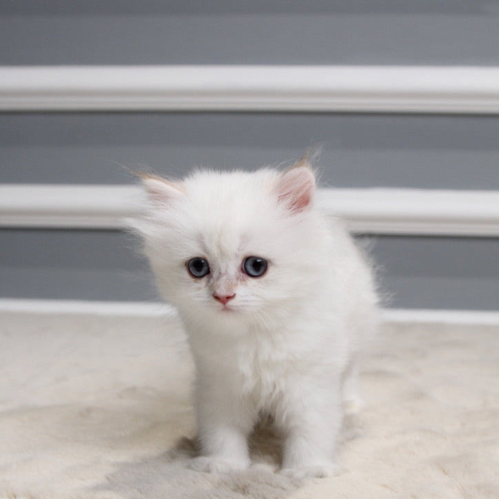 Tulip - British Longhair - Female