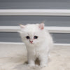 Tulip - British Longhair - Female