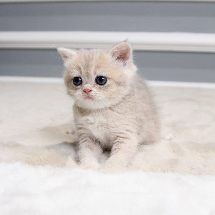Sugar - British Shorthair - Female