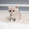 Sugar - British Shorthair - Female