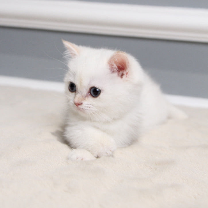 Pearl - British Shorthair - Female
