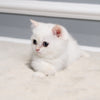 Pearl - British Shorthair - Female