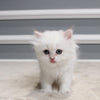 Tulip - British Longhair - Female