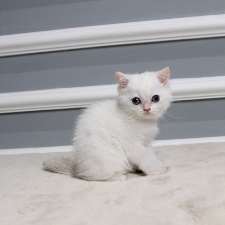 Pearl - British Shorthair - Female