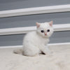 Pearl - British Shorthair - Female