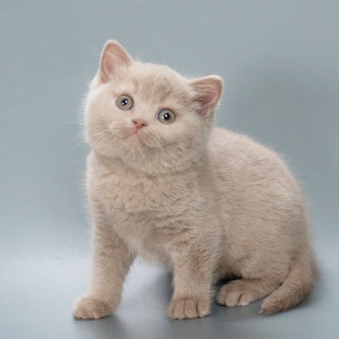 Biscuit - British Shorthair - Male