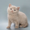 Biscuit - British Shorthair - Male