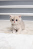 Sugar - British Shorthair - Female