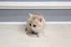 Milo - British Shorthair - Male