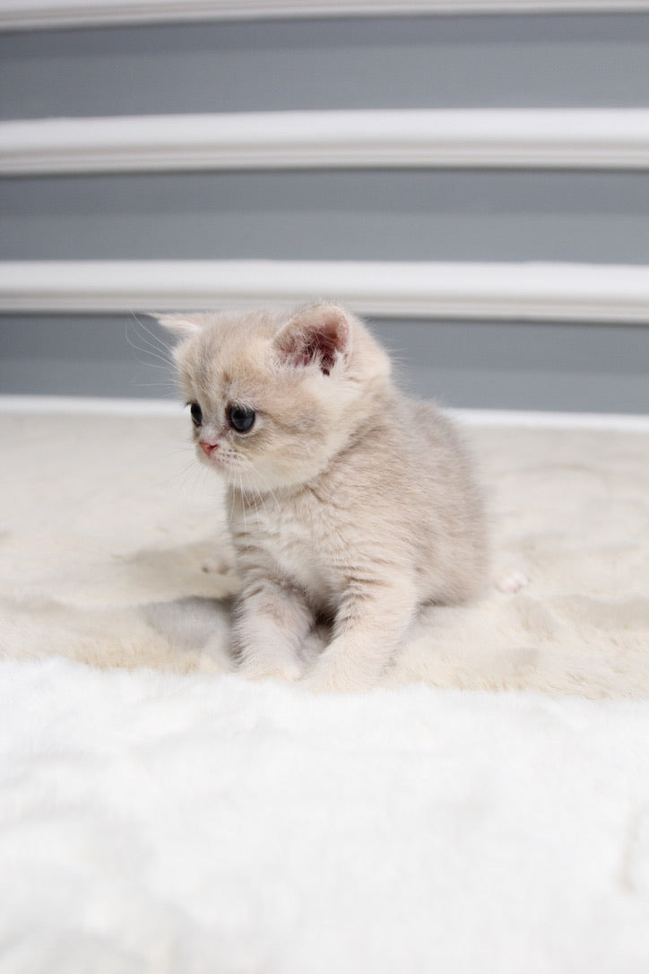 Sugar - British Shorthair - Female