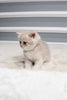 Sugar - British Shorthair - Female