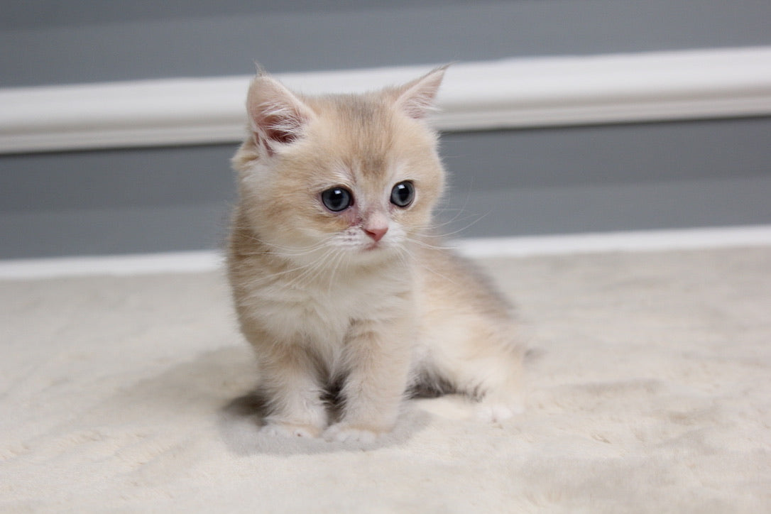 Milo - British Shorthair - Male