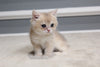 Milo - British Shorthair - Male