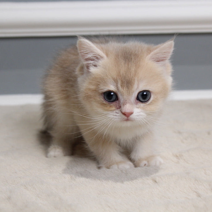 Milo - British Shorthair - Male