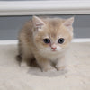 Milo - British Shorthair - Male