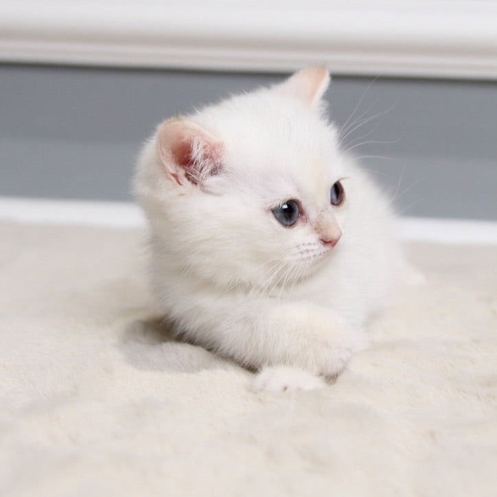 Pearl - British Shorthair - Female