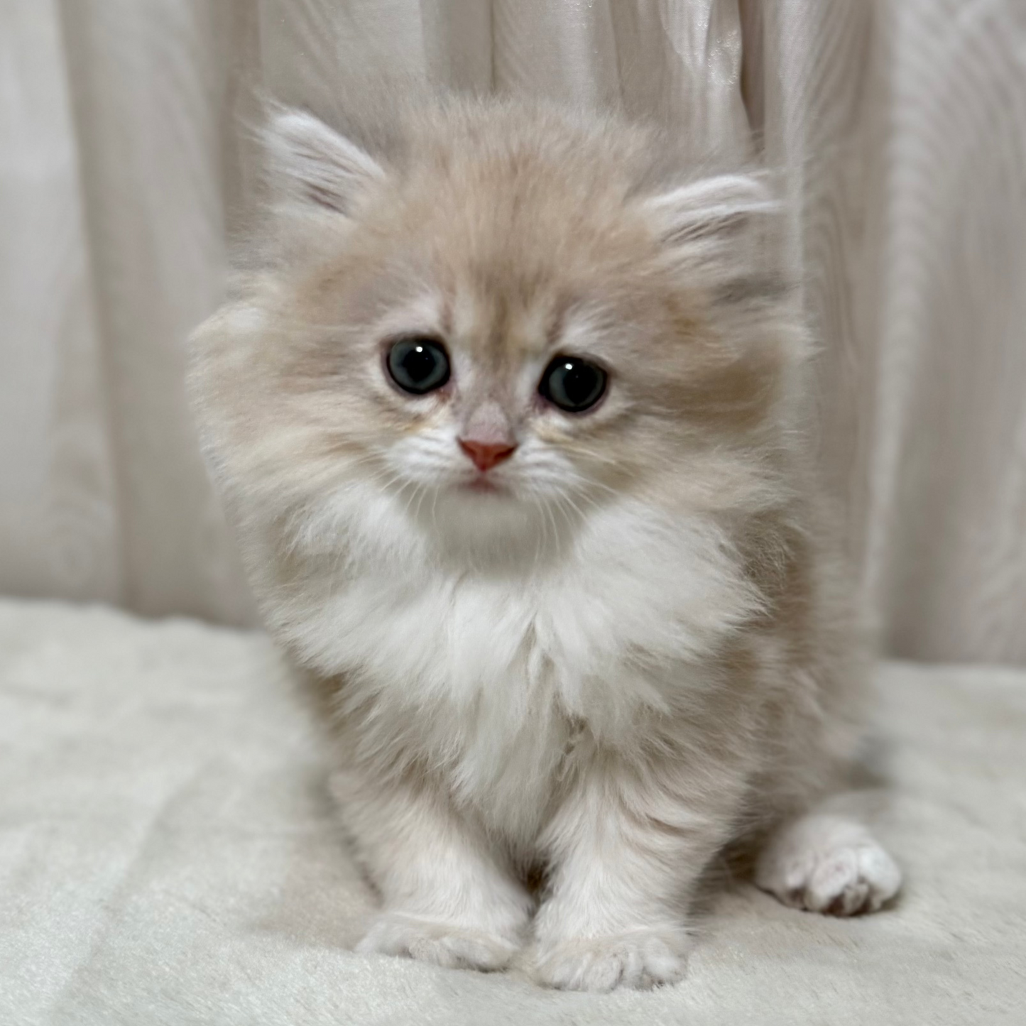 Candy - British Longhair - Female