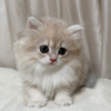 Candy - British Longhair - Female