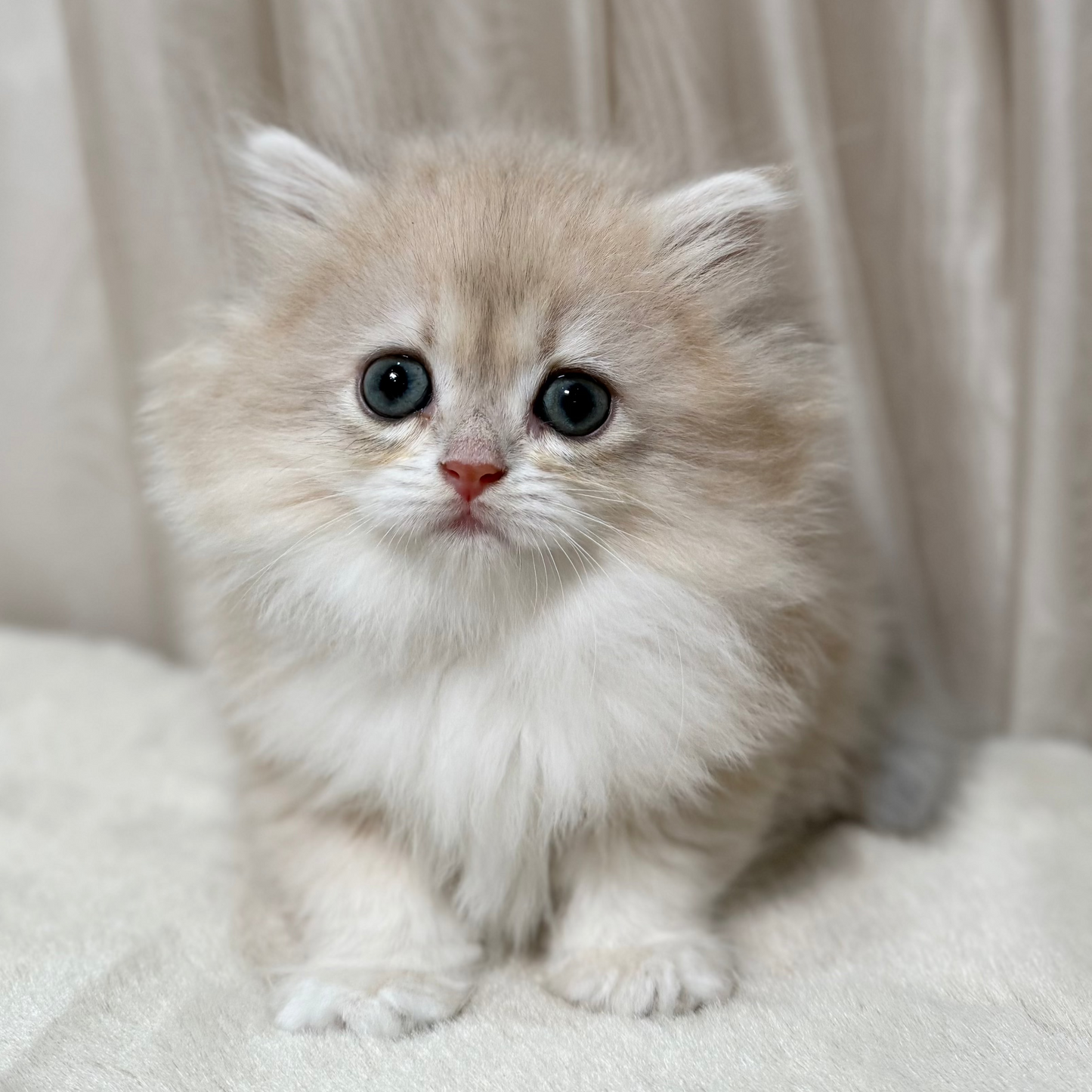 Candy - British Longhair - Female