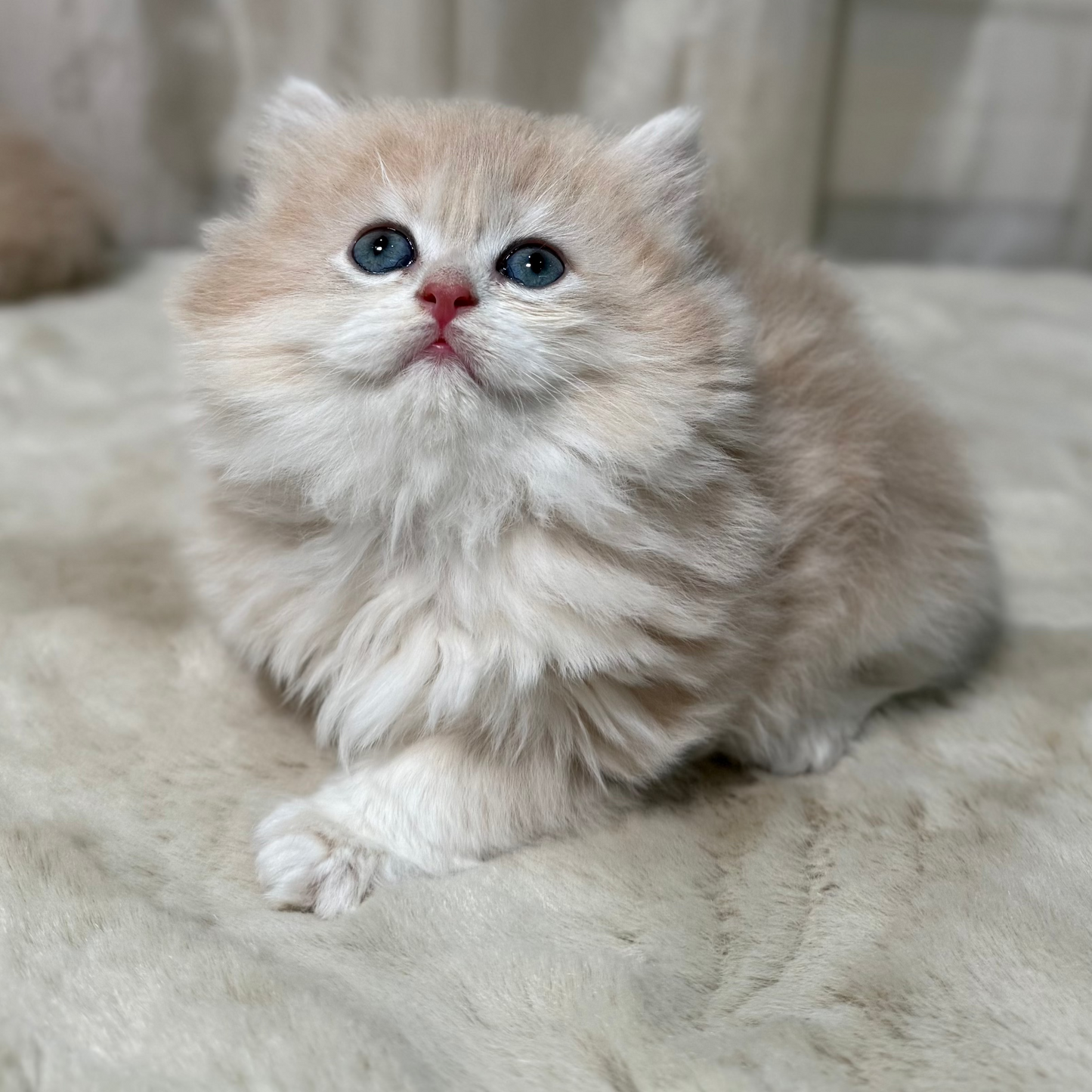 Sky - British Longhair - Male