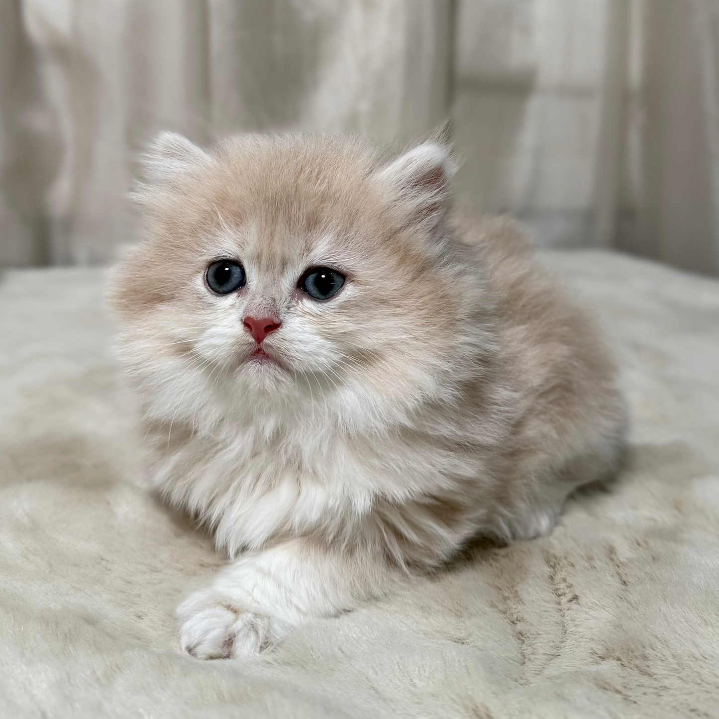 Sky - British Longhair - Male