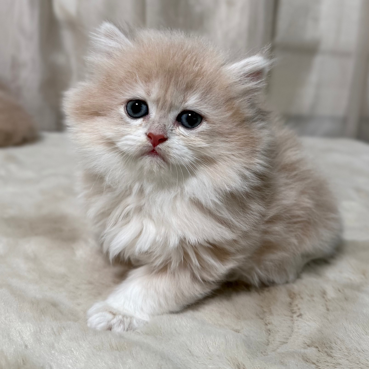 Sky - British Longhair - Male