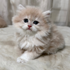 Sky - British Longhair - Male