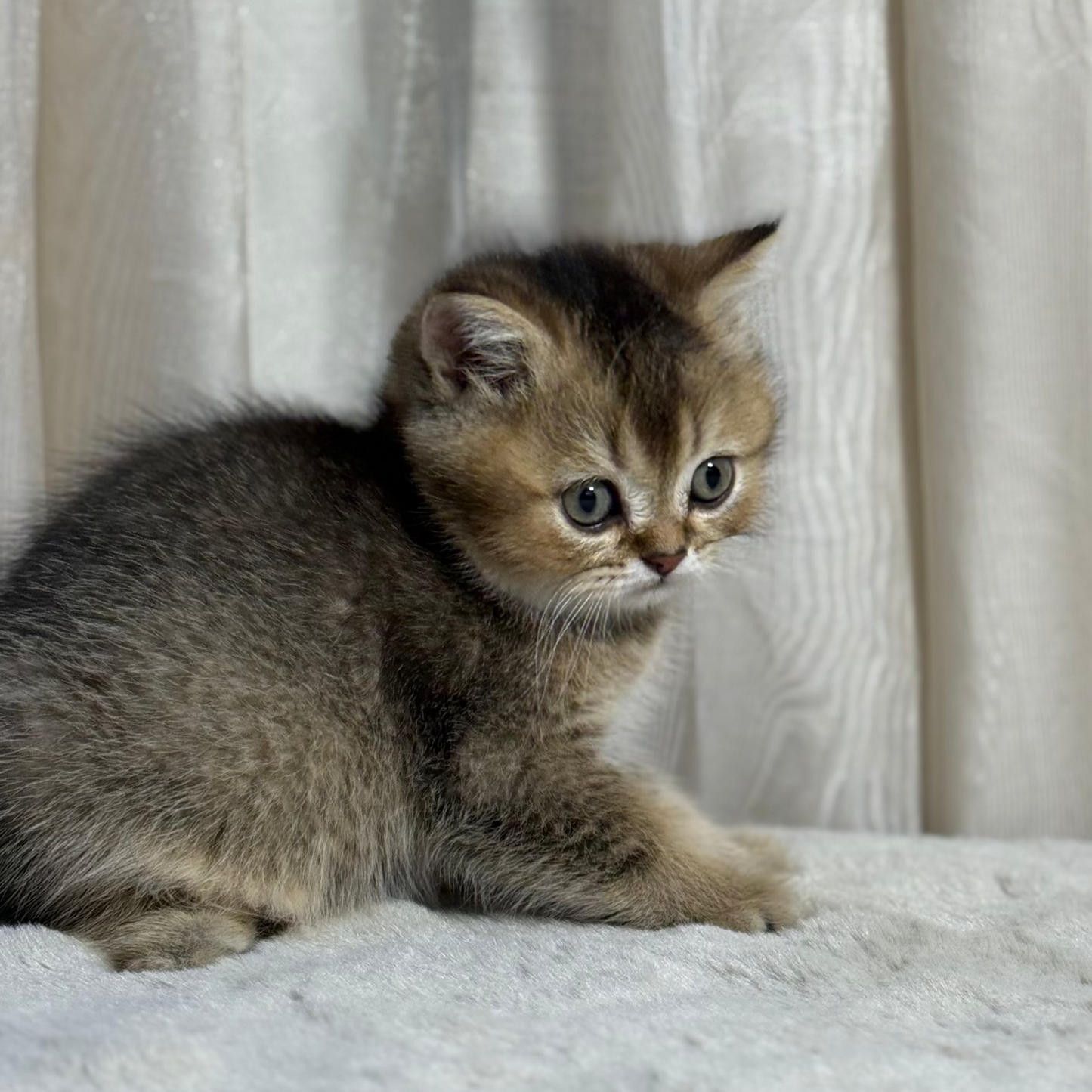 Atlas - British Shorthair - Male