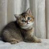 Atlas - British Shorthair - Male