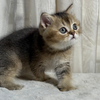 Atlas - British Shorthair - Male