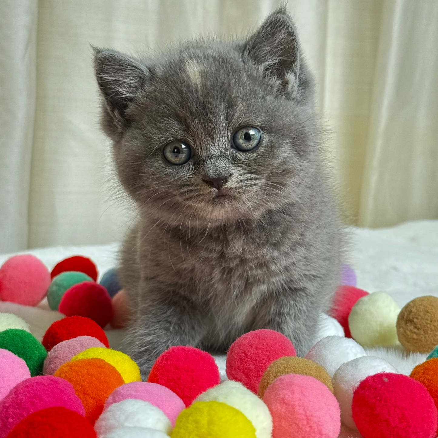 Diamond - British Shorthair - Female