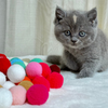 Diamond - British Shorthair - Female