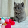 Diamond - British Shorthair - Female