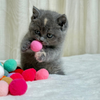 Diamond - British Shorthair - Female