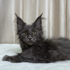Stormy- Polydactyl Maine Coon- Female