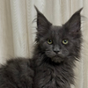 Stormy- Polydactyl Maine Coon- Female