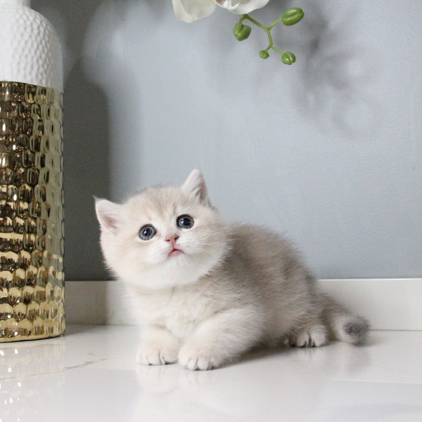 Cream - British Shorthair - Female