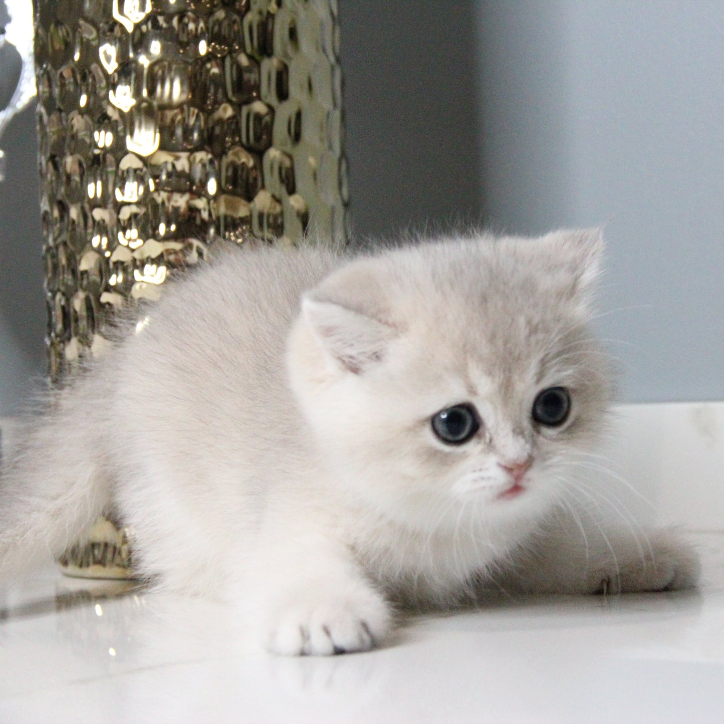 Cream - British Shorthair - Female