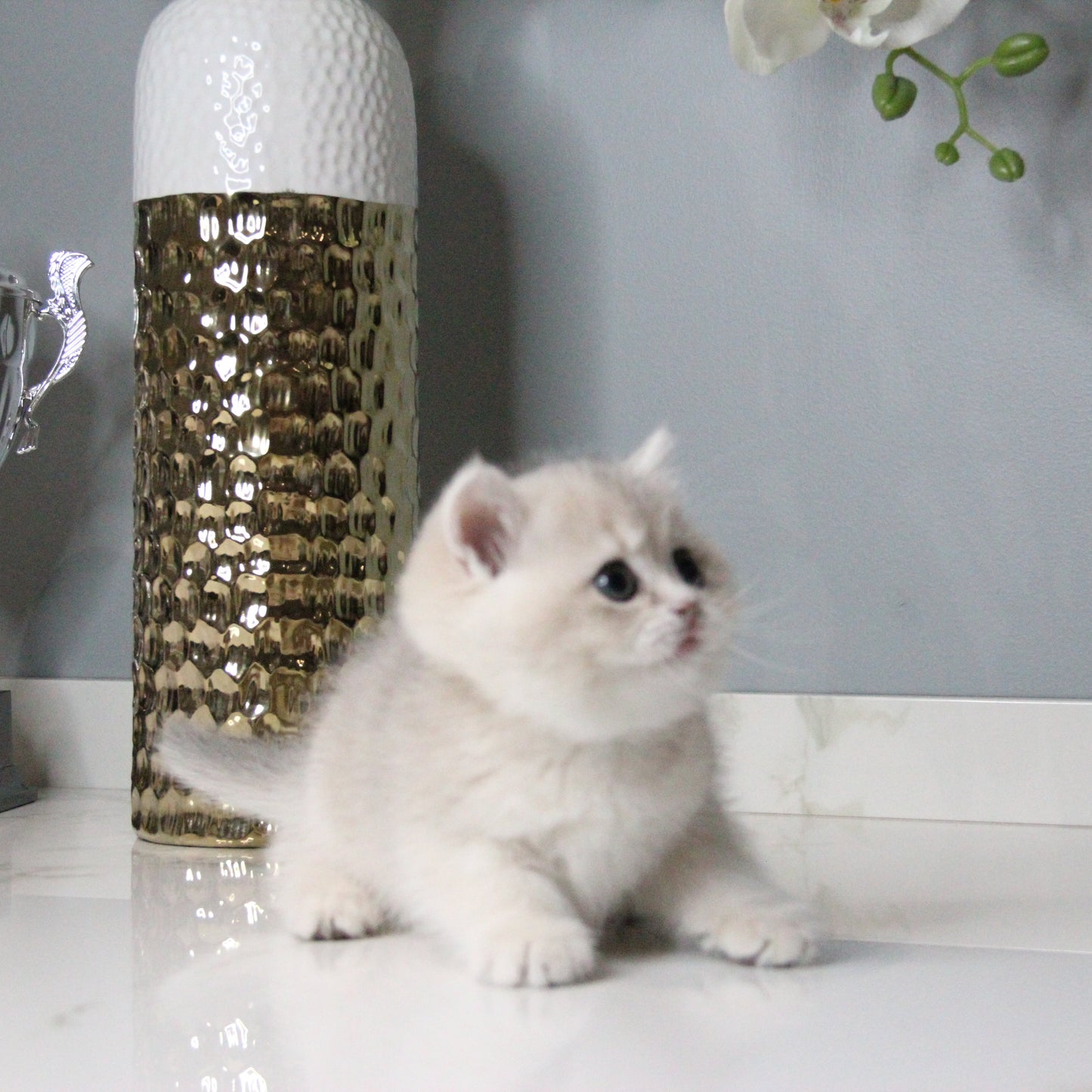 Cream - British Shorthair - Female