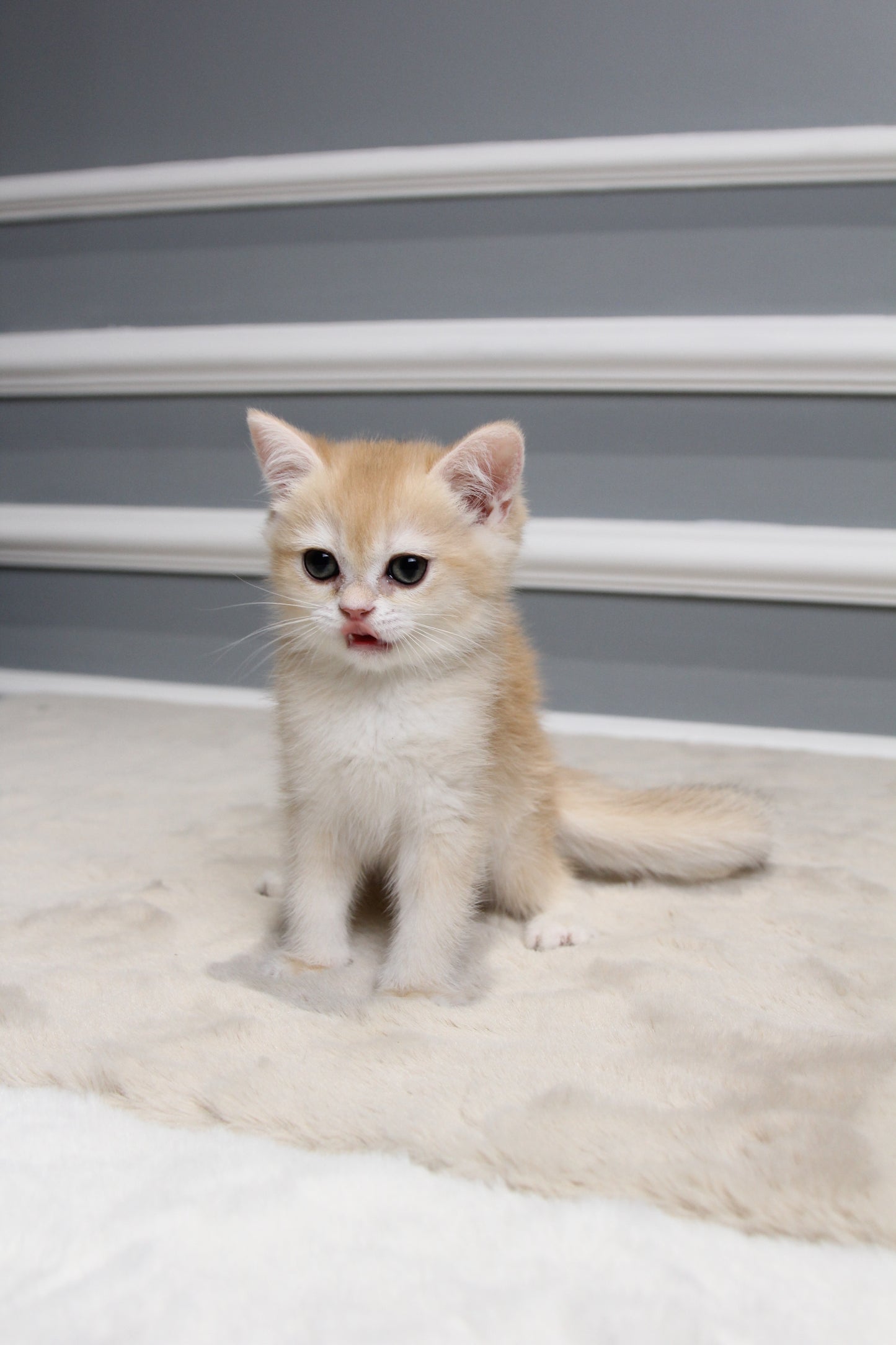 Arthur - British Shorthair - Male