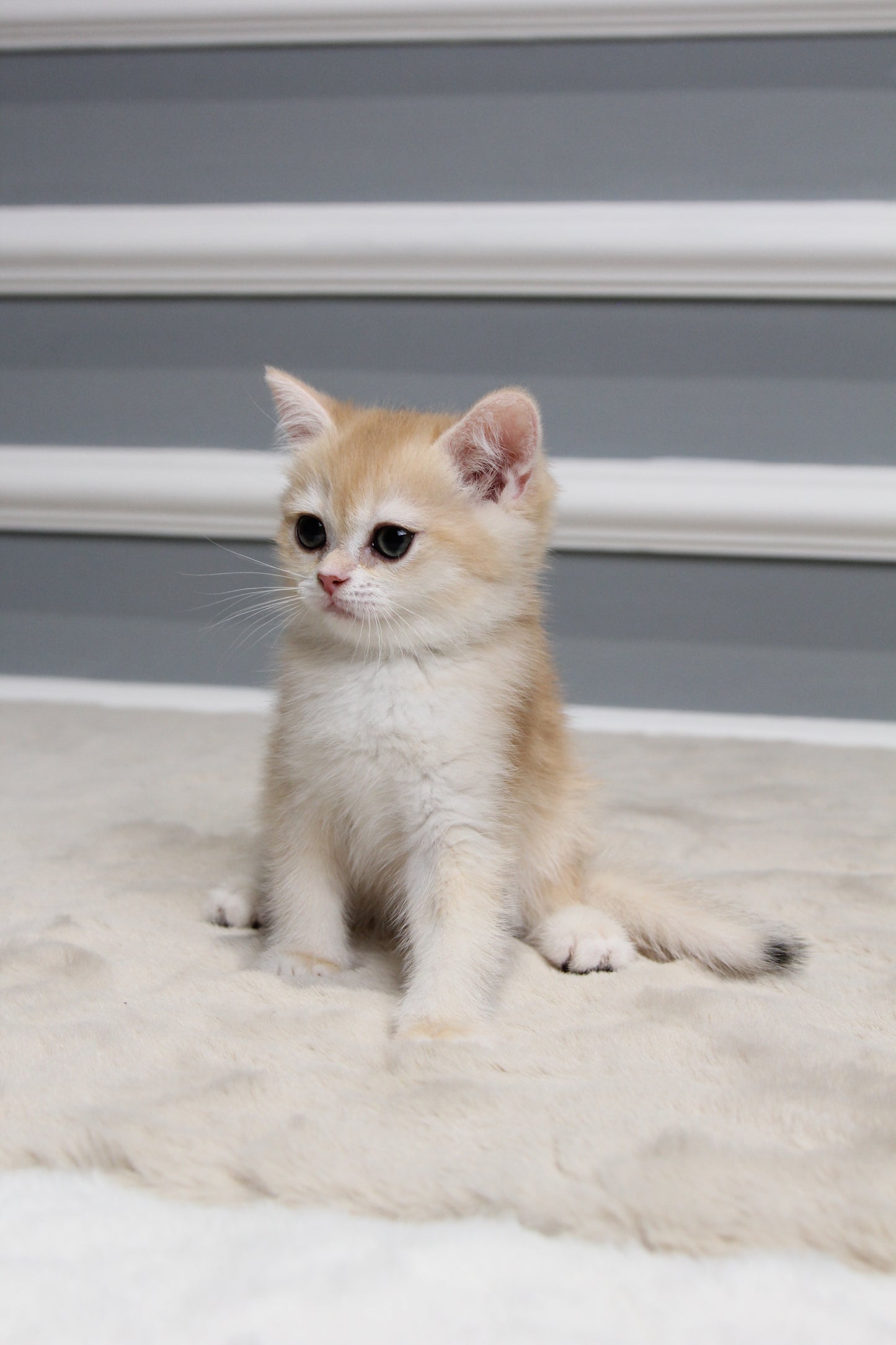 Arthur - British Shorthair - Male