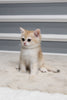 Arthur - British Shorthair - Male