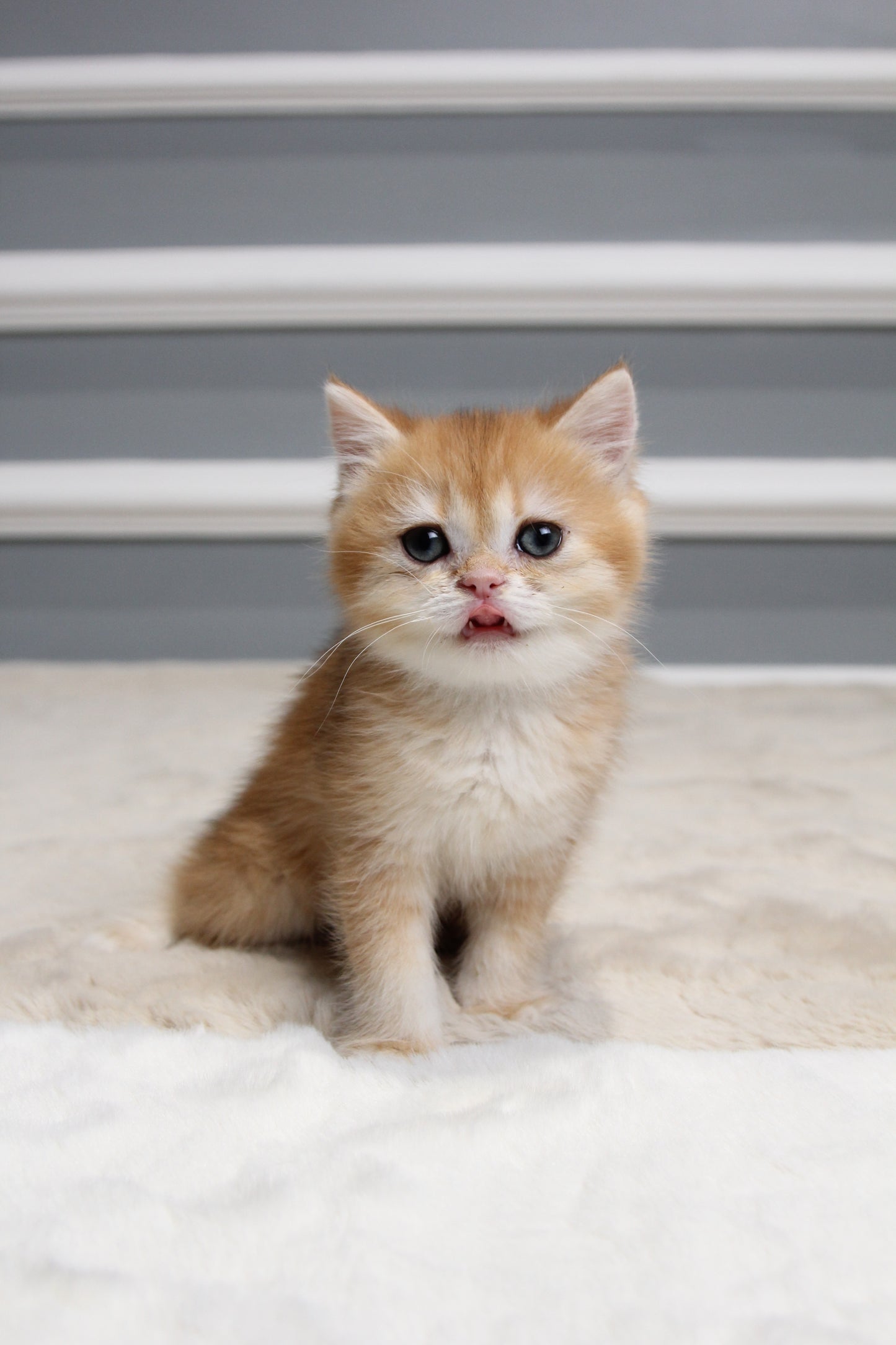 Amber - British Shorthair - Female