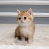 Amber - British Shorthair - Female