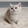 Molly - British Shorthair - Female